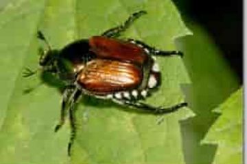 Emergenza insetto nocivo Popillia japonica