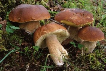 Consulenza gratuita per la popolazione in merito al riconoscimento dei funghi.